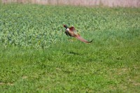 /album/wildtiere/fasan-25-04-2013-0001-jpg/